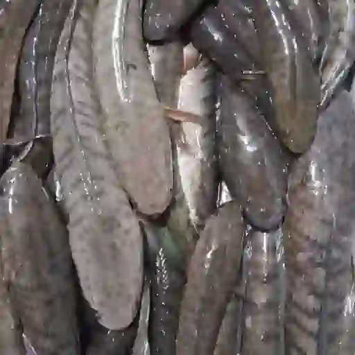 Ikan Gabus (perKg)
